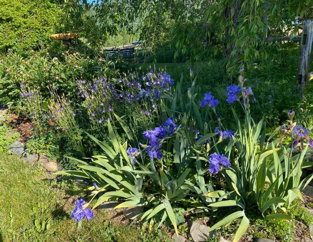 irises blooming in a flower garden