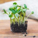 sprouting greens by Chris Bob owner of Woodstock Microgreens in Woodstock NY