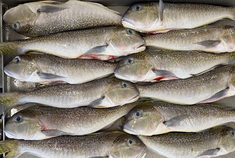 Montauk Catch Club in Kingtson NY