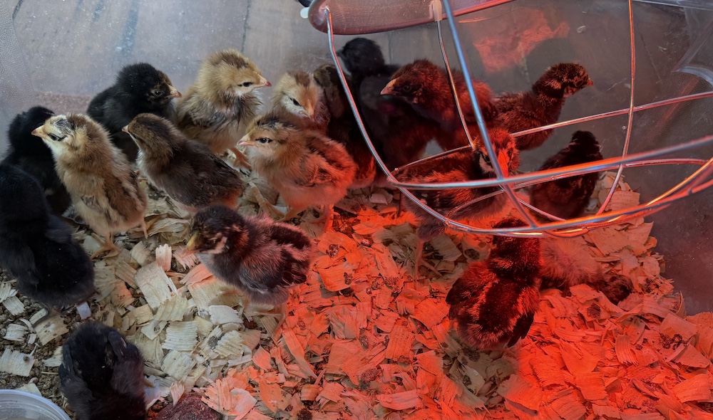 chicks under the heat lamp