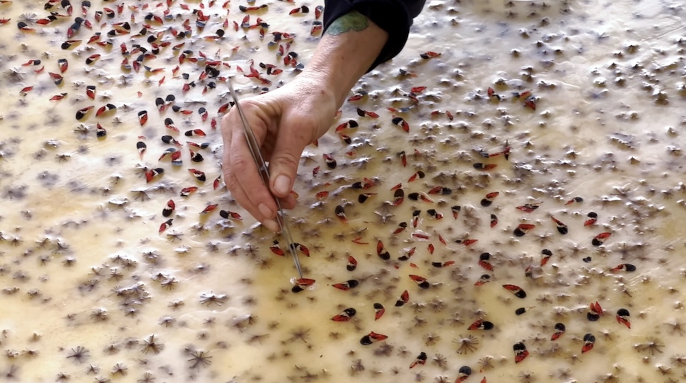INSIDE+OUT Exclusive Interview with Hudson Valley Horticulturist and Artist Allyson Levy