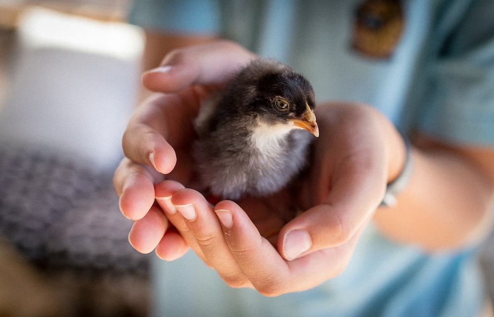 chick in hand