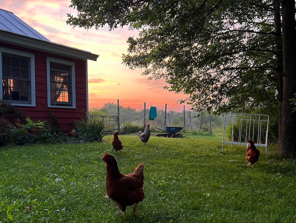 Chickens and sunset at Crescent Farm in the Hudson Valley.