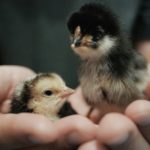 two chicks