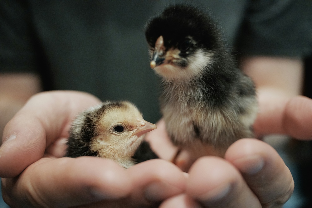 two chicks