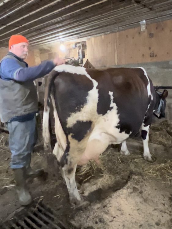 Farmer Barton and cows at Hilltop Farm in Accord NY