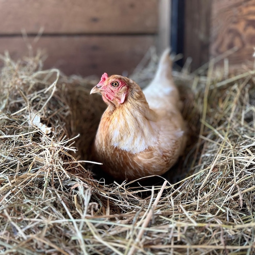 chicken at Northaven Pastures in Red Hook NY