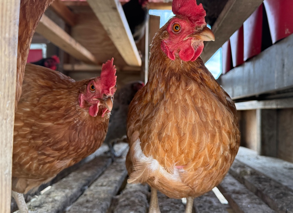 curious chickens from Northaven Pastures in Red Hook NY
