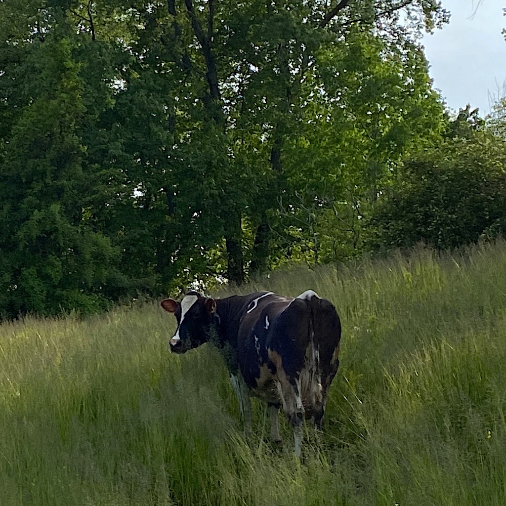 cow from Catskill Wagyu at Hilltop Farm