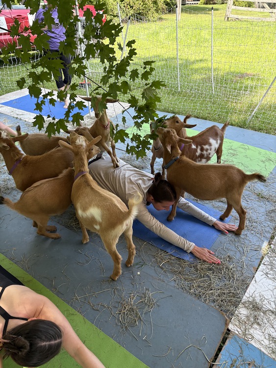 Yogi in child's pose while baby goats eat leaves around her at Woodstock Goat Yoga in Shady, NY.