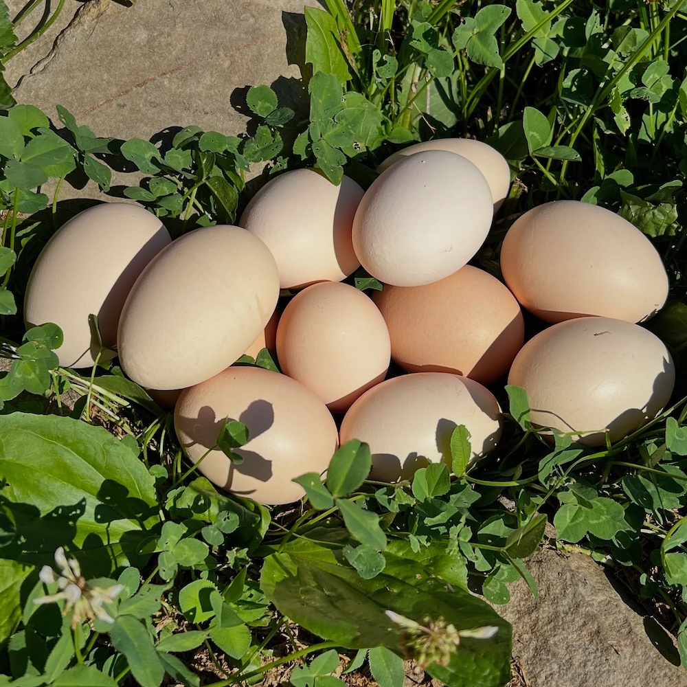 eggs from Catskill Wagyu at Hilltop Farm