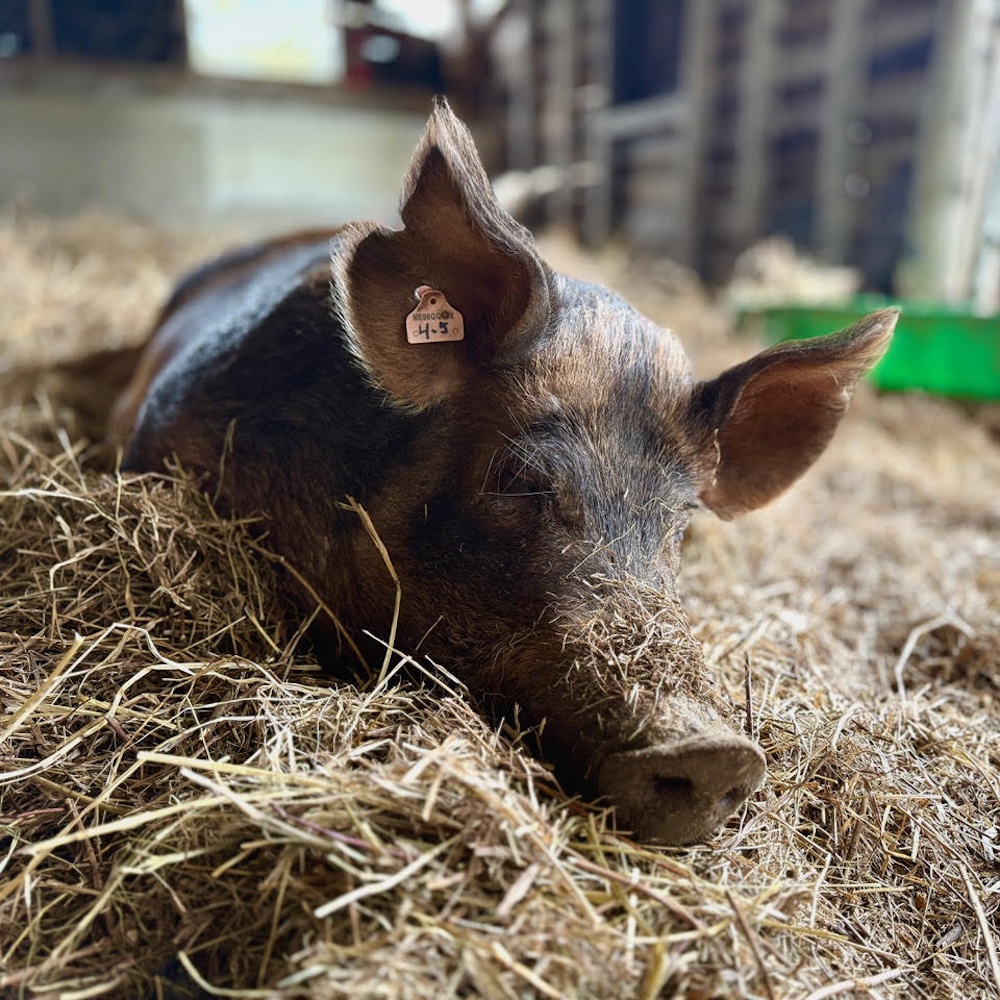 pig at Northaven Pastures in Red Hook NY