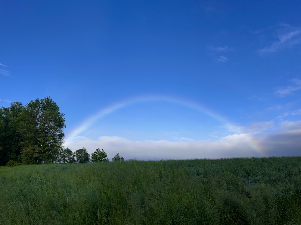rainbow from Catskill Wagyu at Hilltop Farm in Accord NY