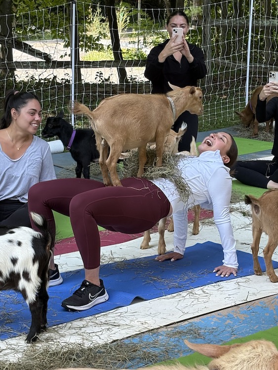 Yogi in table top pose with baby goat on top at Woodstock Goat Yoga in Shady, NY.