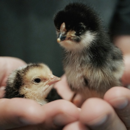 A harrowing tale about rescuing baby chicks from peril from INSIDE+OUT