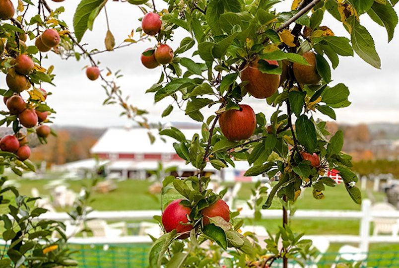 Pennings Cidery in Warwick NY