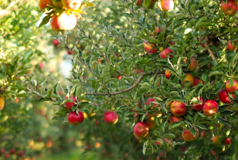 Apple Ridge Orchard in Warwick NY