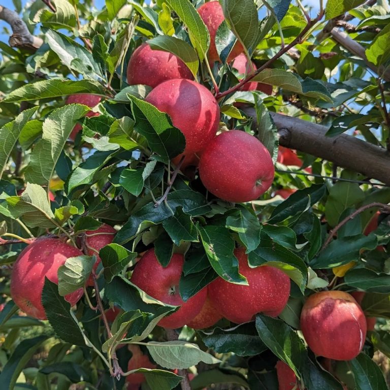 Apples on the tree at Dressel Farms