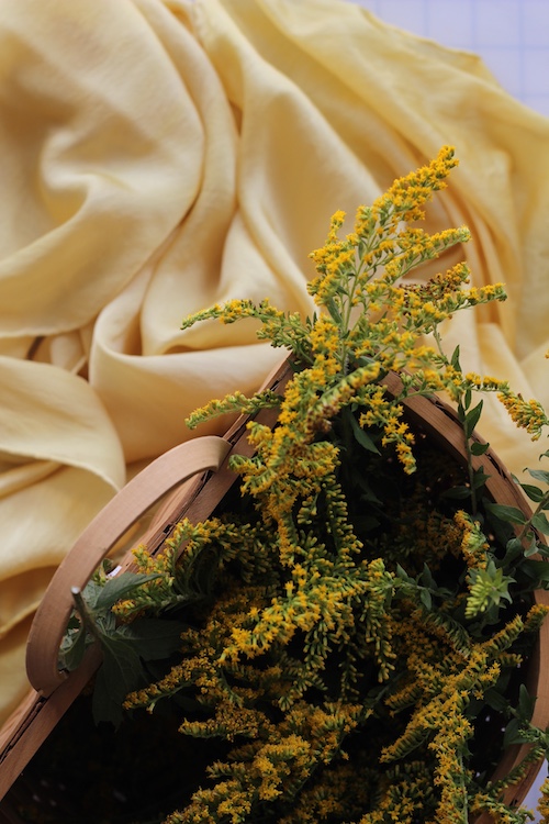 Goldenrod in a basket with silk scarf for the Sasha Botanica Infusing Autumn with Goldenrod workshop in high Falls NY