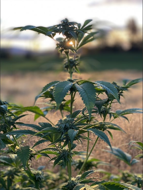 cannabis plant at Hudson Valley Jane in Beacon, NY