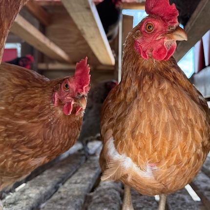 Chickens staring down the camera