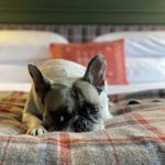 dog on bed at Bluebird Hunter Lodge in Hunter NY