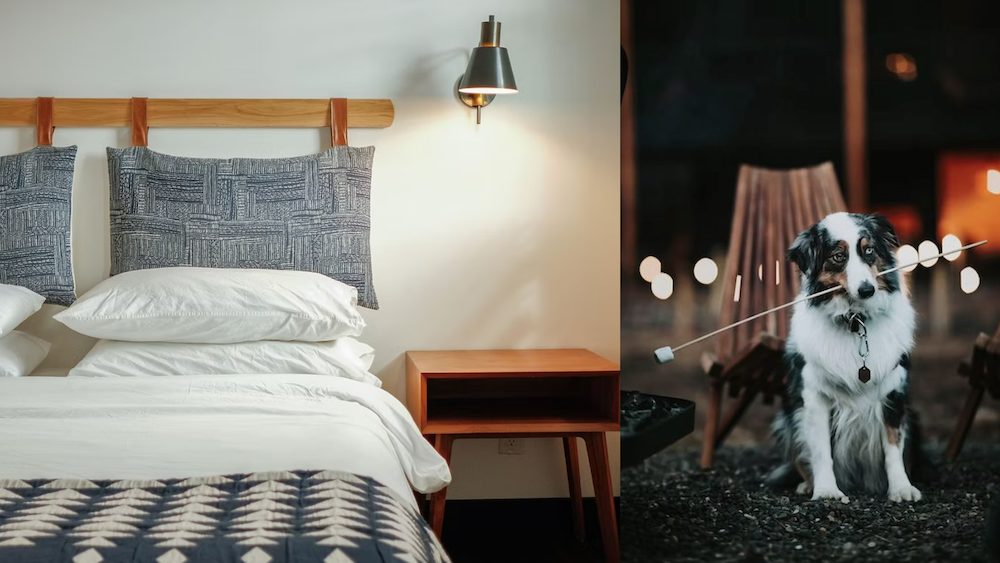 Dog Friendly hotels Eastwind Oliverea Valley and Windham