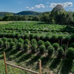 field of cannabis at Alchemy Pure in Millerton, NY