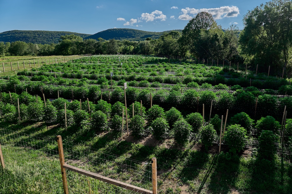 field of cannabis at Alchemy Pure in Millerton, NY