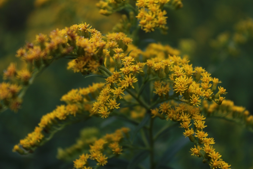 Goldenrod plant