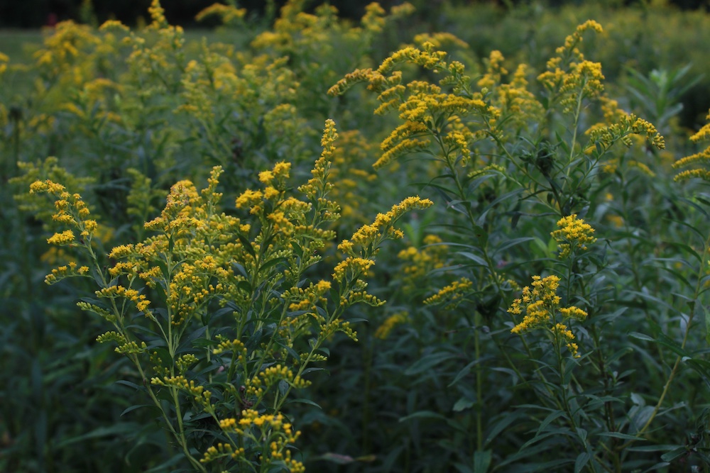 Goldenrod plants