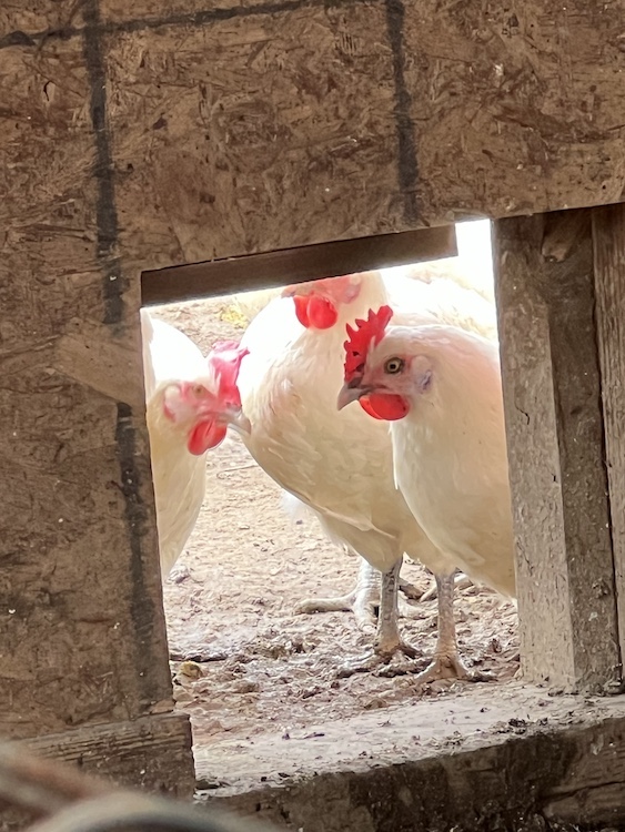 hens at Hilltop Farm in Accord NY