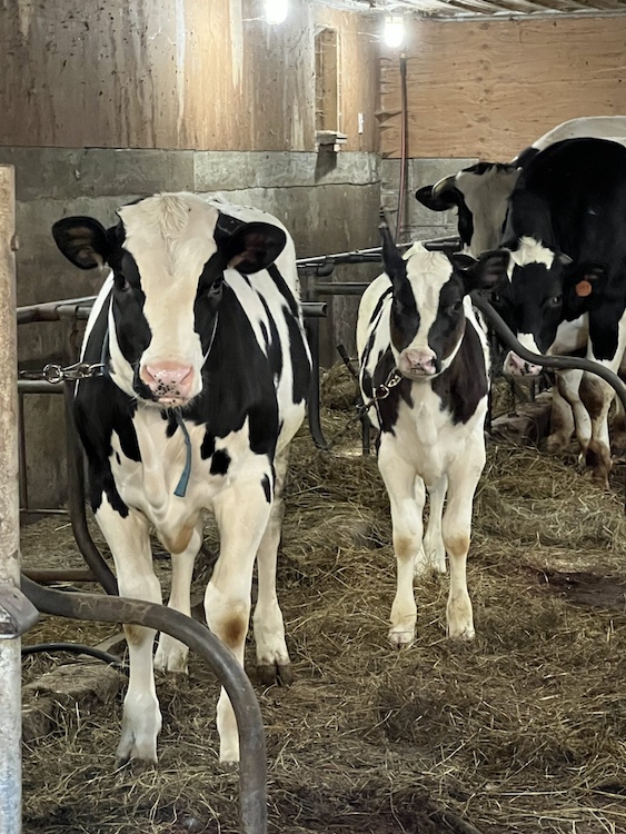 cows at Hilltop Farm in Accord NY