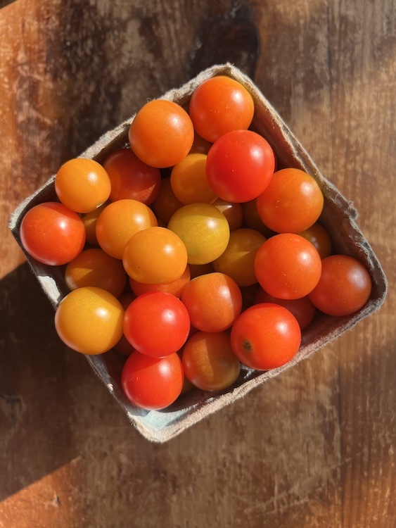tomatoes at Hilltop Farm in Accord NY