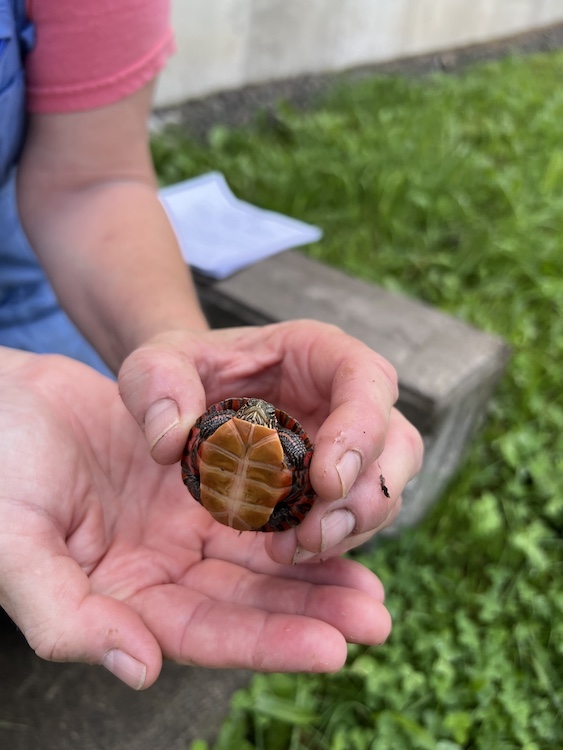 turtle at Hilltop Farm in Accord NY