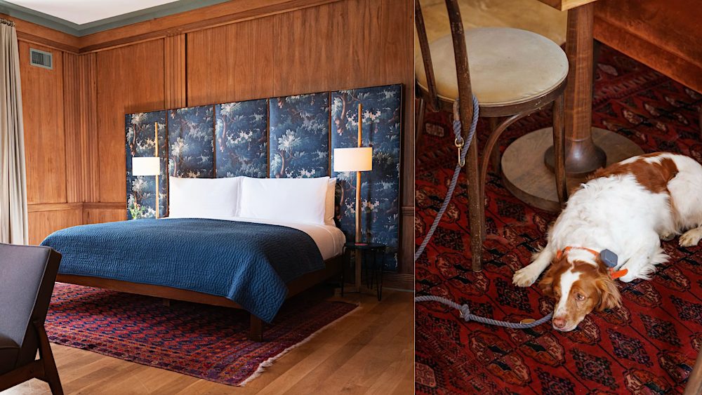 Dog Friendly hotel Hotel Kinsley