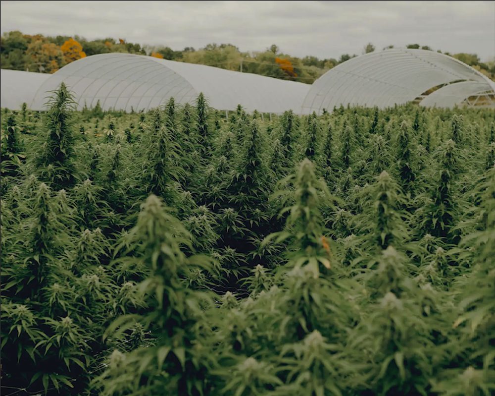 field of cannabis at Hudson Cannabis in Hudson, NY