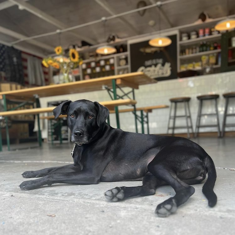 pet friendly hotel Graham & Co in Phoenicia NY