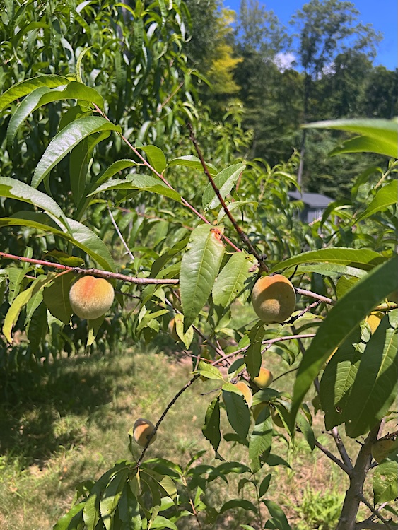 In the garden with regenerative farmer Victoria Ballentine