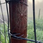 Hill Top Farm misty morning spider web