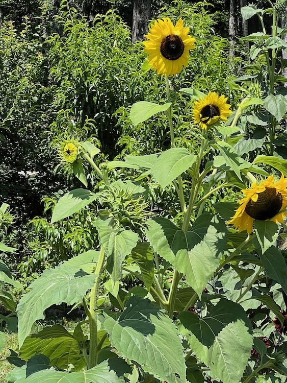 In the garden with regenerative farmer Victoria Ballentine