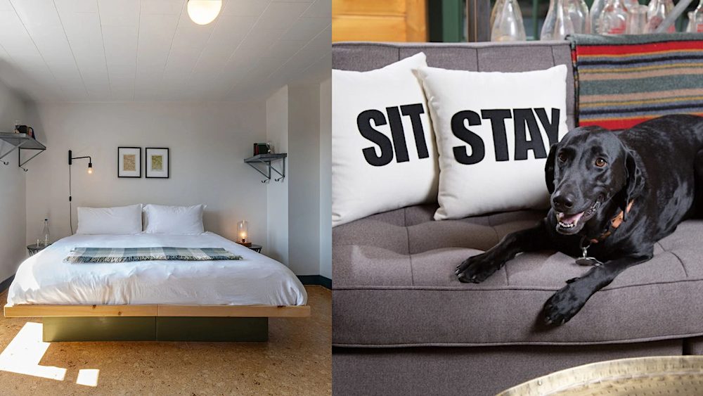 Dog Friendly hotel The Arnold house