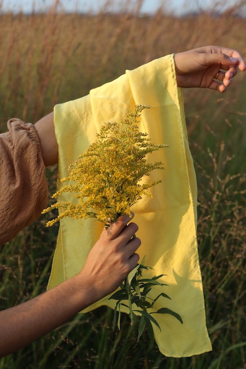 Goldenrod with silk scarf for the Sasha Botanica Infusing Autumn with Goldenrod workshop in high Falls NY