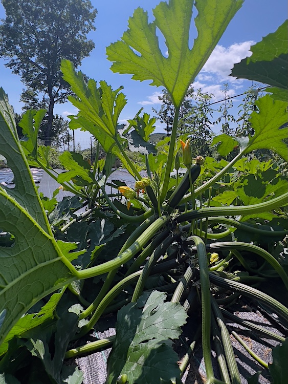 In the garden with regenerative farmer Victoria Ballentine