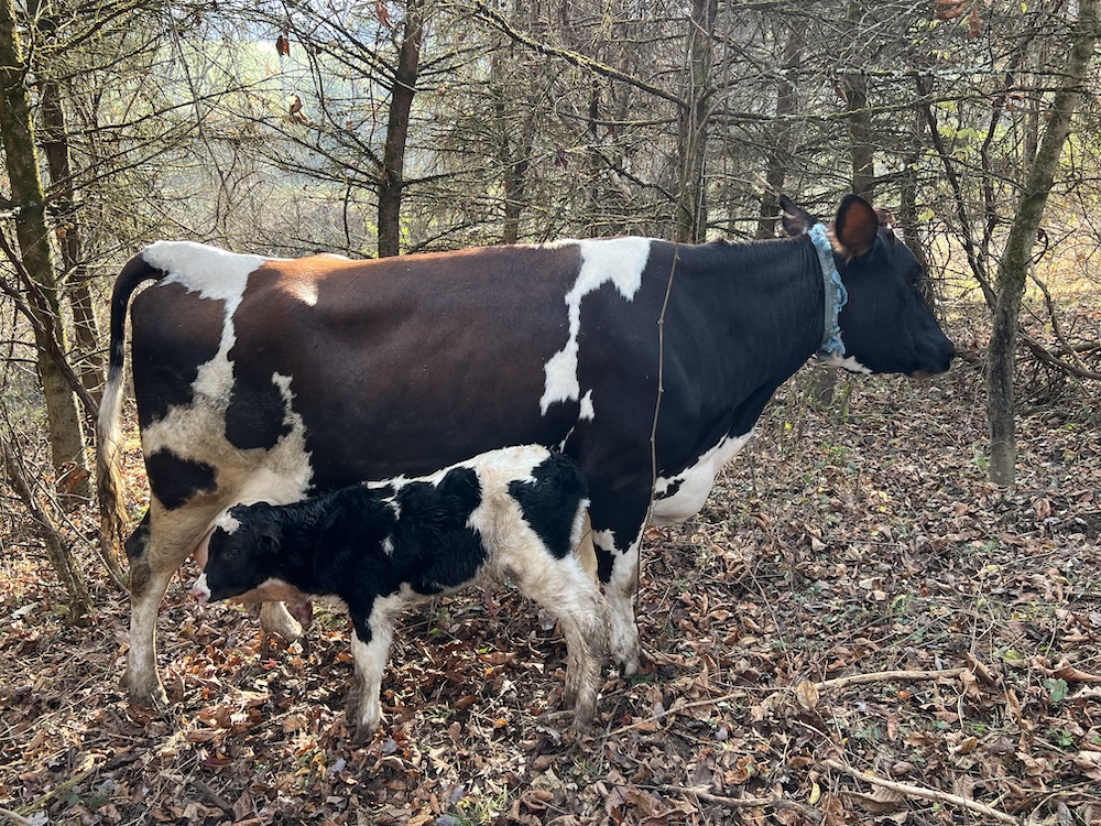 Brie and Calf at Catskill Wagyu at Hilltop Farm in Accord NY