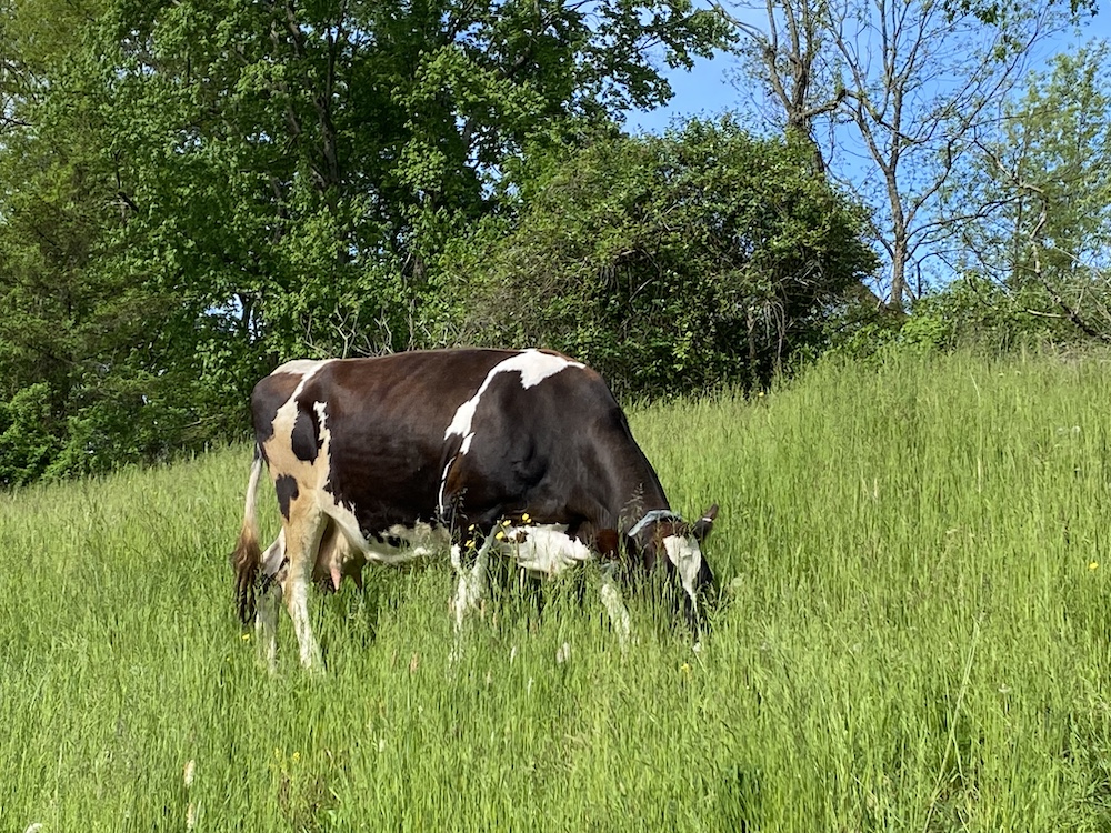Brie at Catskill Wagyu at Hilltop Farm in Accord NY