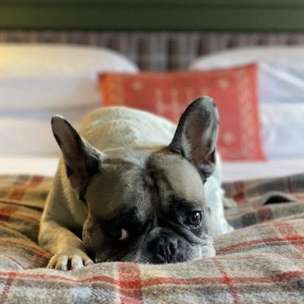 cute dog on hotel bed