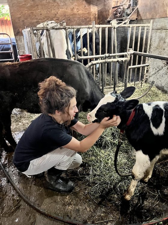 Intern Ruby milking a cow at the Hilltop Farm in Accord NY