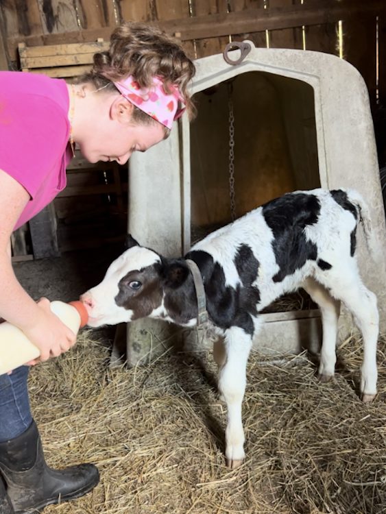 Intern Charolette feeding a calf at the Hilltop Farm in Accord NY