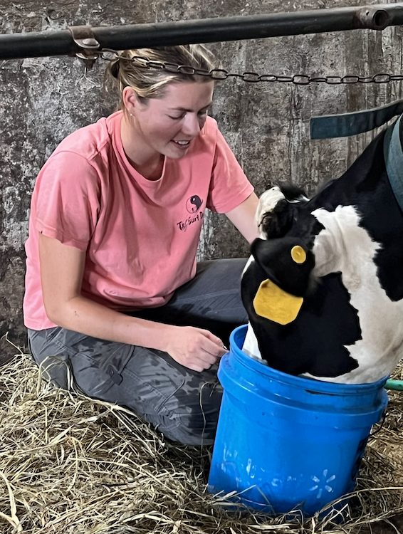 intern Viola feeding the cows at the Hilltop Farm in Accord NY